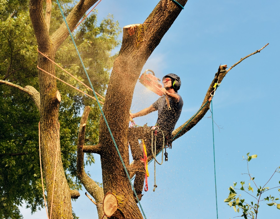 Image for London Tree Surgeon Tree Felling & Removal Service for London Tree Surgeon , Easy Website, New Company, New Website, Free Website, Simple Website, No Coding Website, Company Website, Better Than Wix in the Dorking area